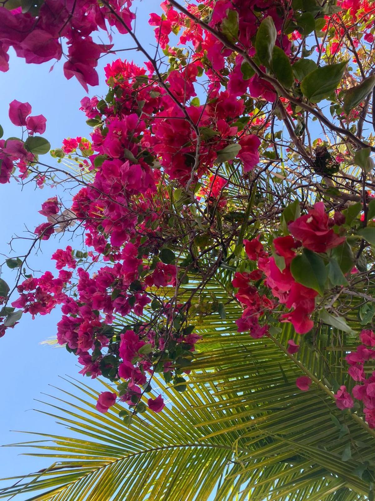 Taíba Moreira'S Paradise מראה חיצוני תמונה